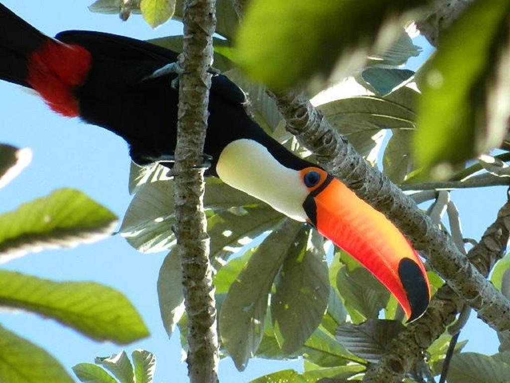Hotel Pousada And Safariクイアバ エクステリア 写真