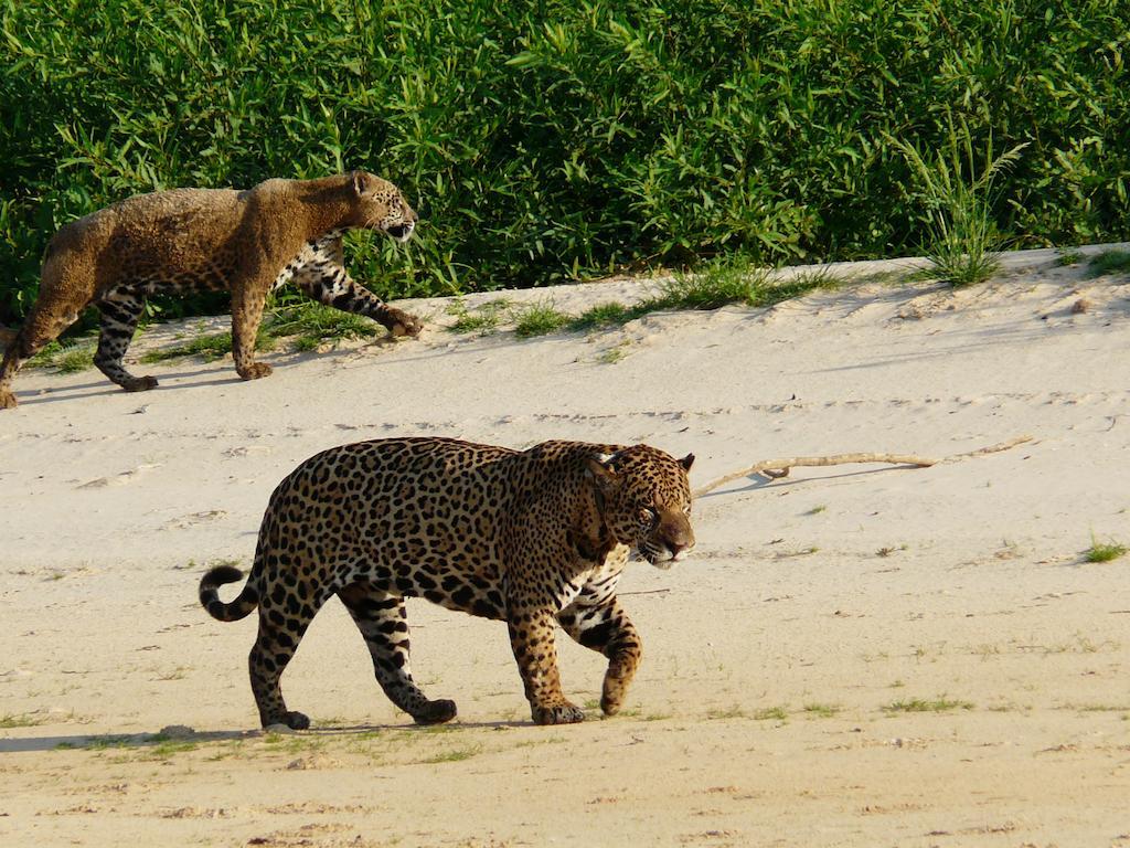 Hotel Pousada And Safariクイアバ エクステリア 写真