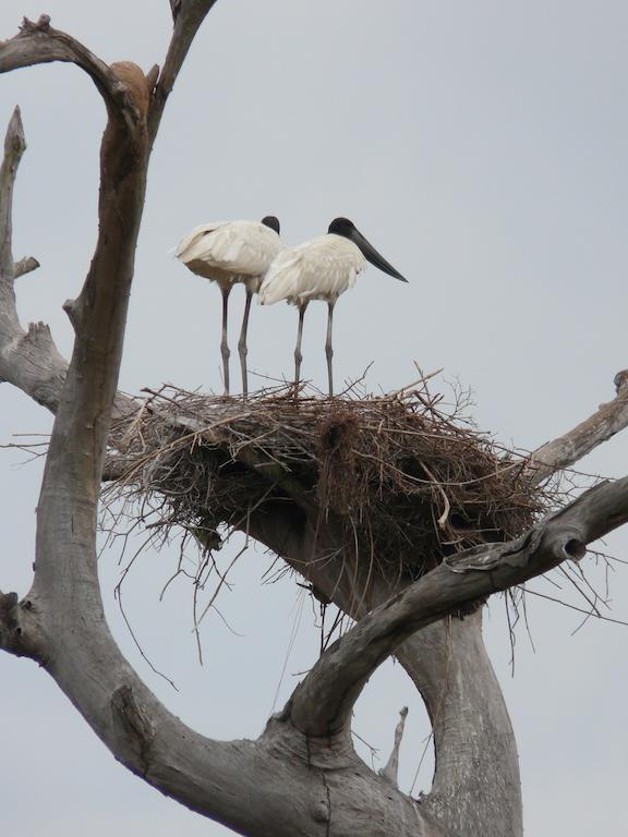 Hotel Pousada And Safariクイアバ エクステリア 写真
