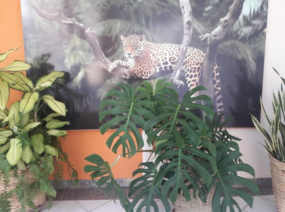 Hotel Pousada And Safariクイアバ エクステリア 写真