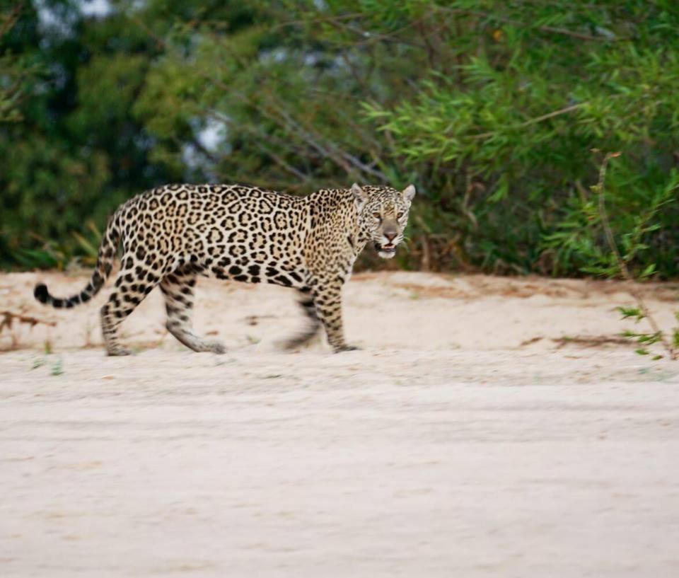 Hotel Pousada And Safariクイアバ エクステリア 写真