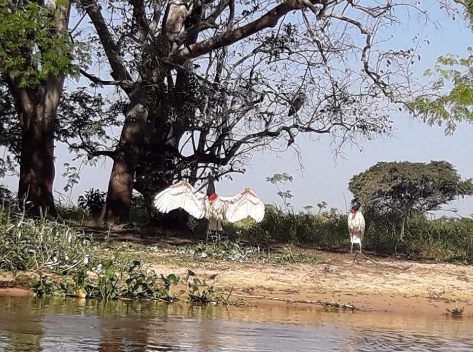 Hotel Pousada And Safariクイアバ エクステリア 写真