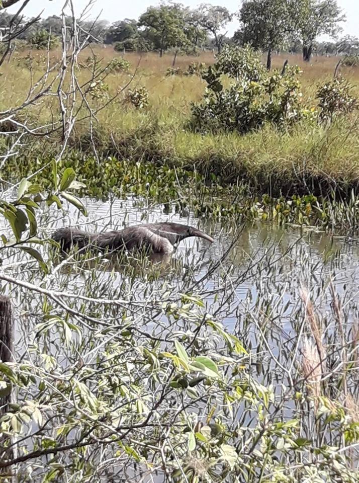 Hotel Pousada And Safariクイアバ エクステリア 写真